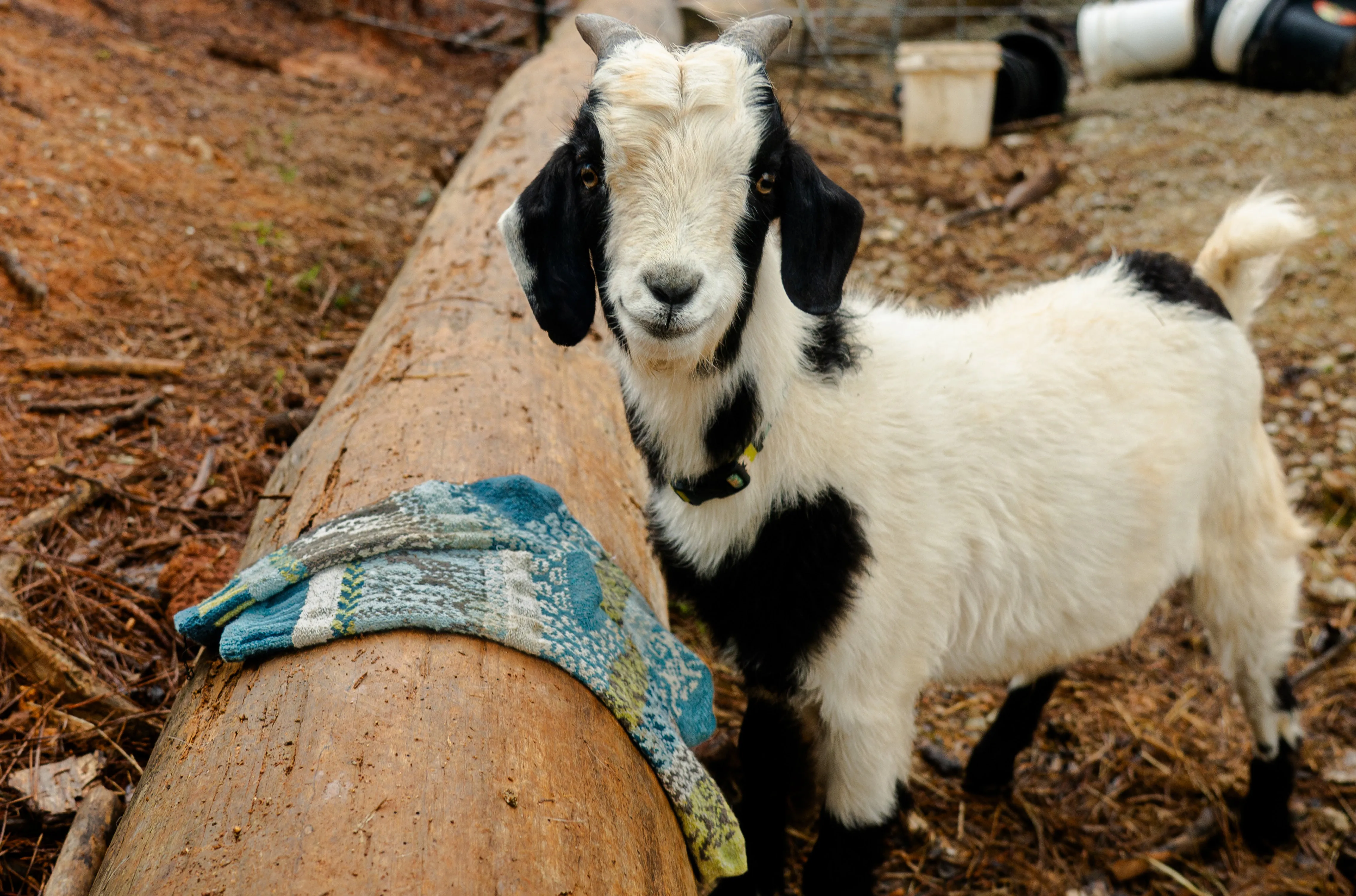 Goat Crew Socks